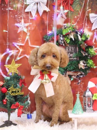 20231222ジョニーくん